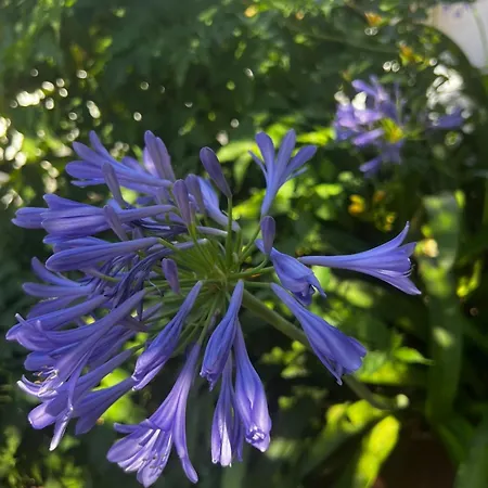 Будинок відпочинку Al Mare Con Giardino E Parcheggio Privato *