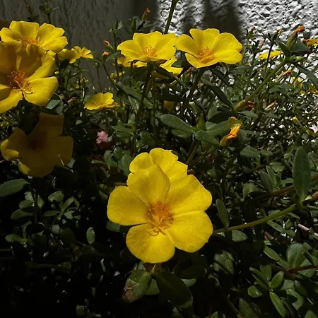 Al Mare Con Giardino E Parcheggio Privato Будинок відпочинку