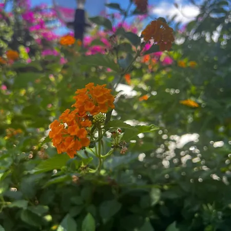 Al Mare Con Giardino E Parcheggio Privato *