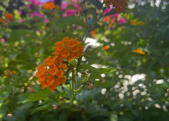Al Mare Con Giardino E Parcheggio Privato *