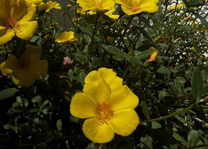 Al Mare Con Giardino E Parcheggio Privato Holiday home